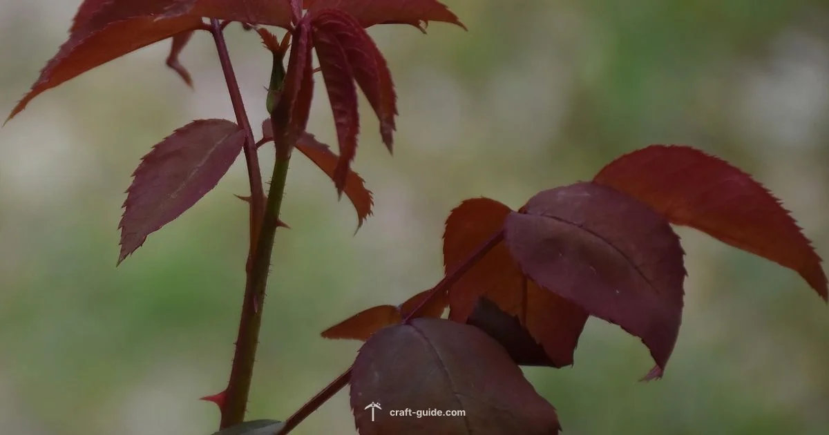 Rose Minecraft Guide