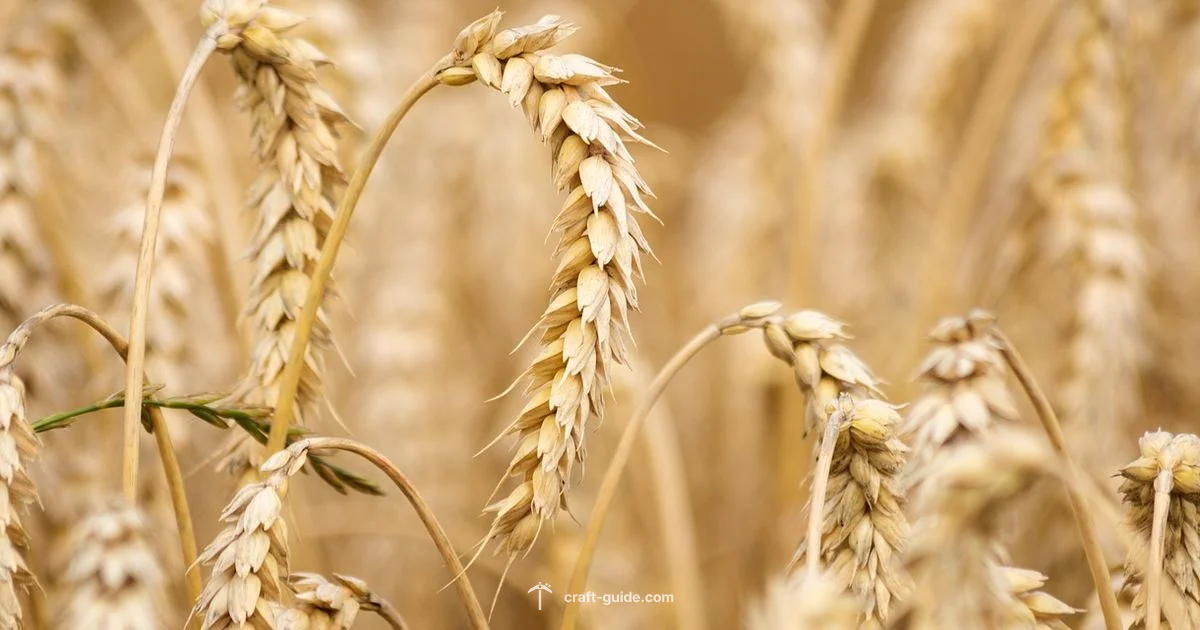 Wheat Readiness Guide - Craft Guide