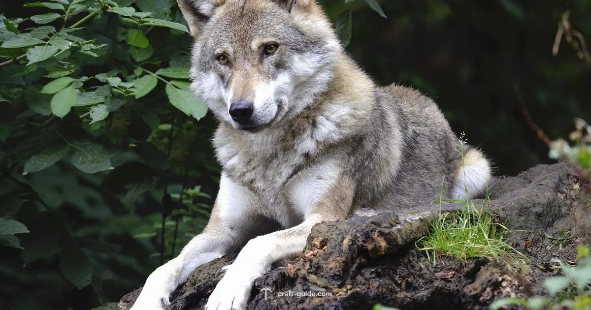 Taming a Wolf - Craft Guide