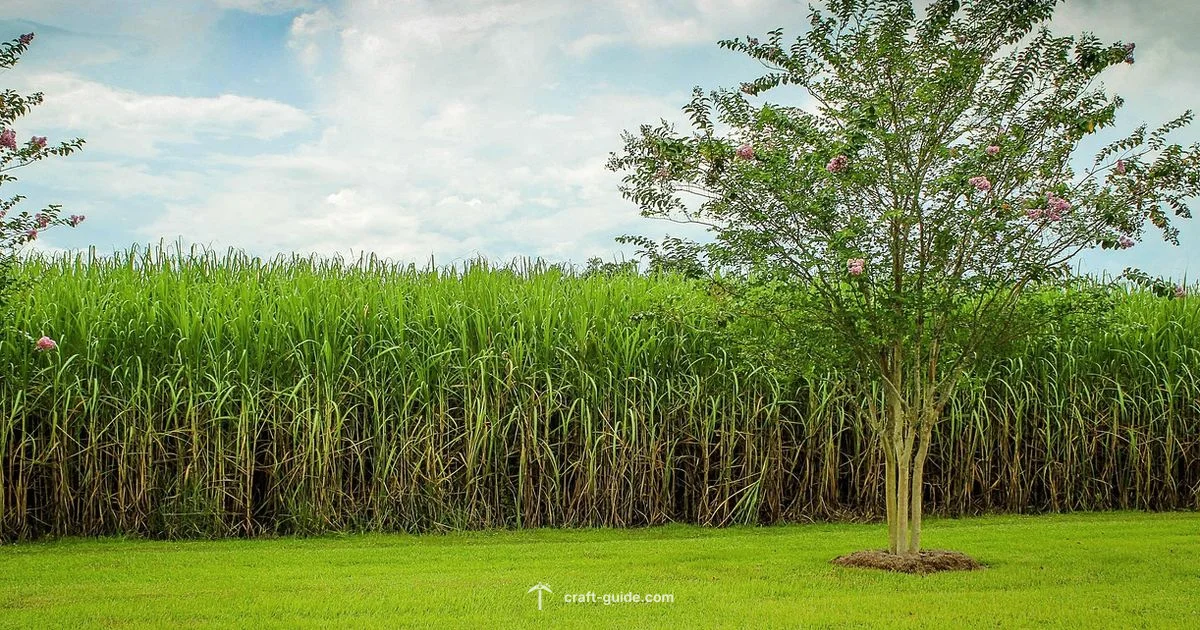 Sugarcane Farm Setup - Craft Guide