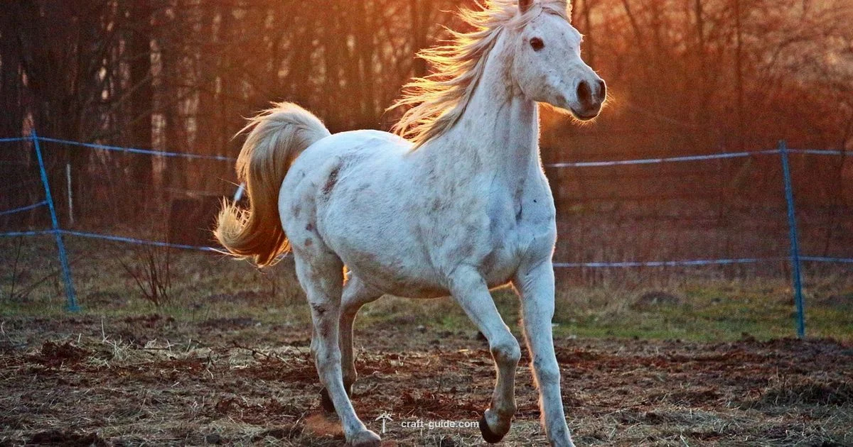 Horse Speed Test - Craft Guide