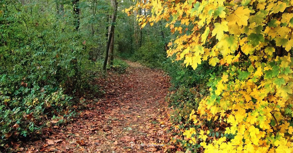 Trail Ruin Build - Craft Guide