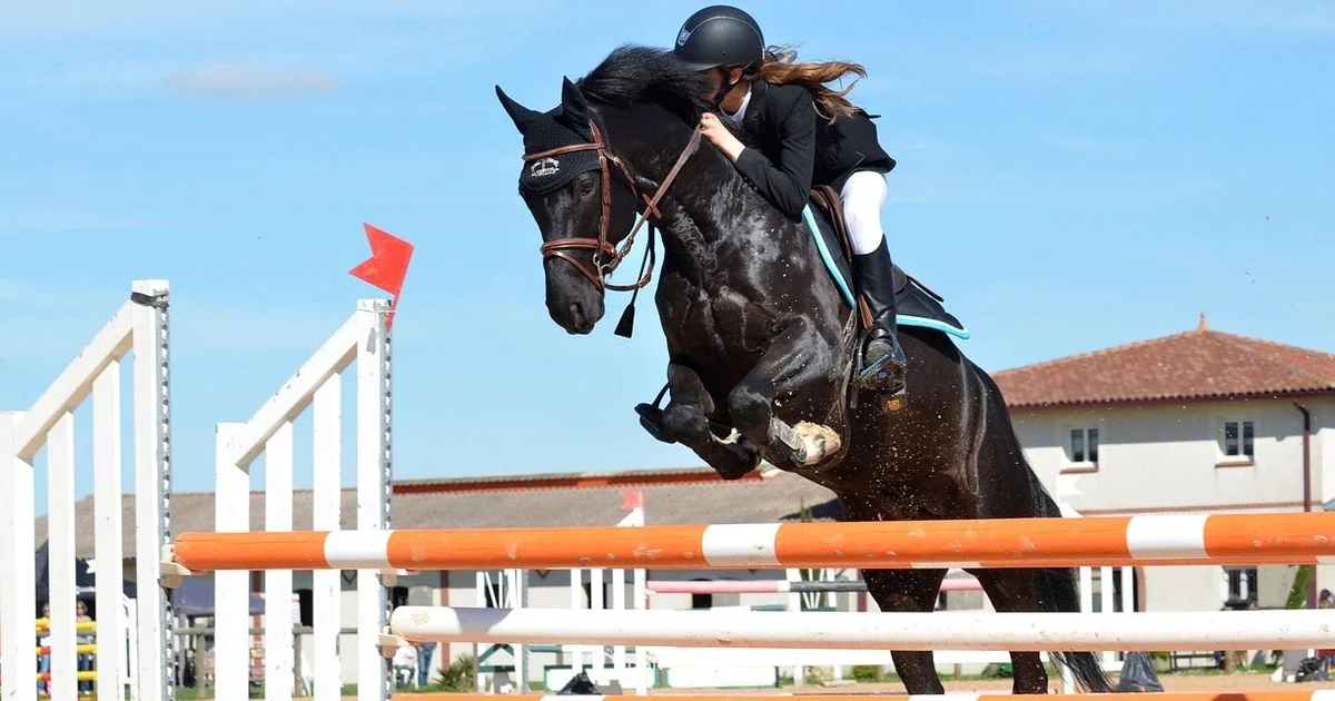 Horse Travel Guide - Craft Guide