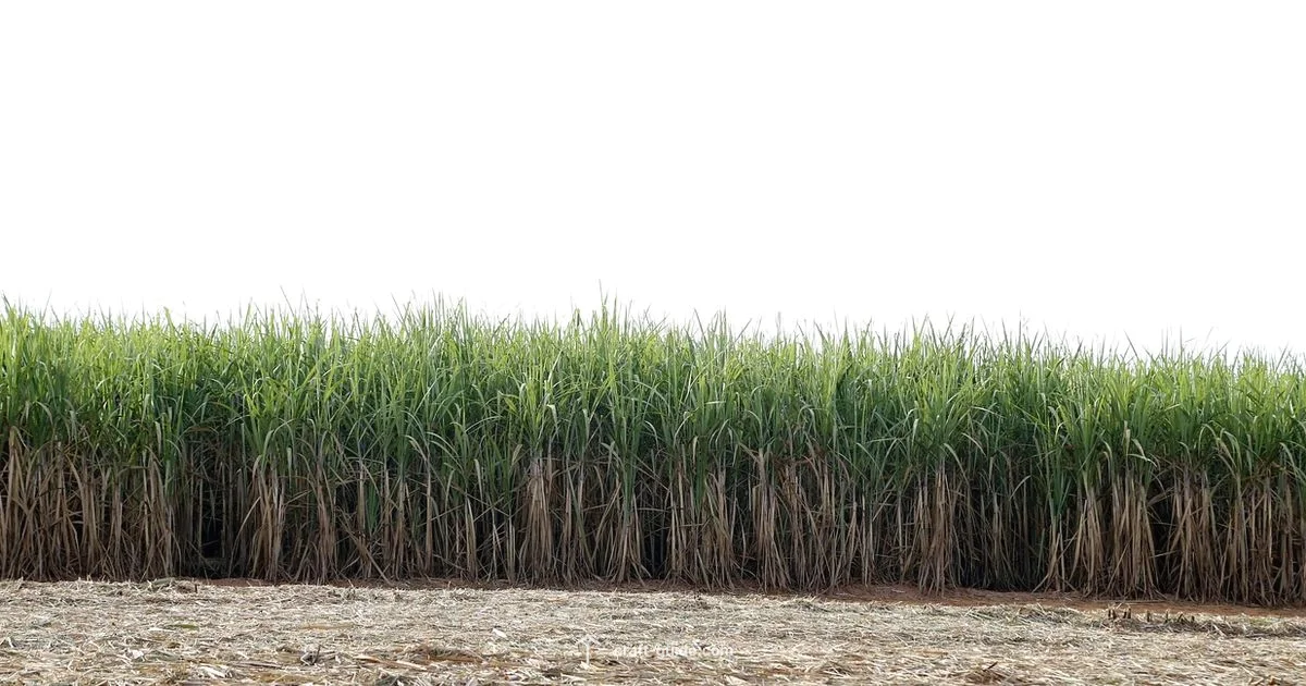 Paper Guide - Craft Guide