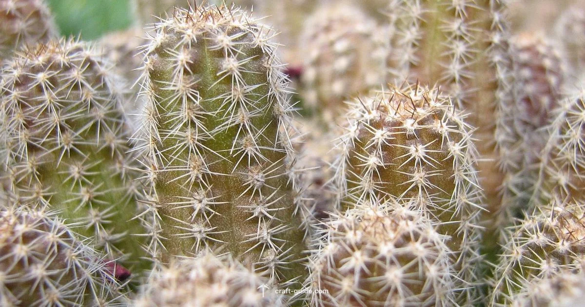 Cactus Farm Build - Craft Guide