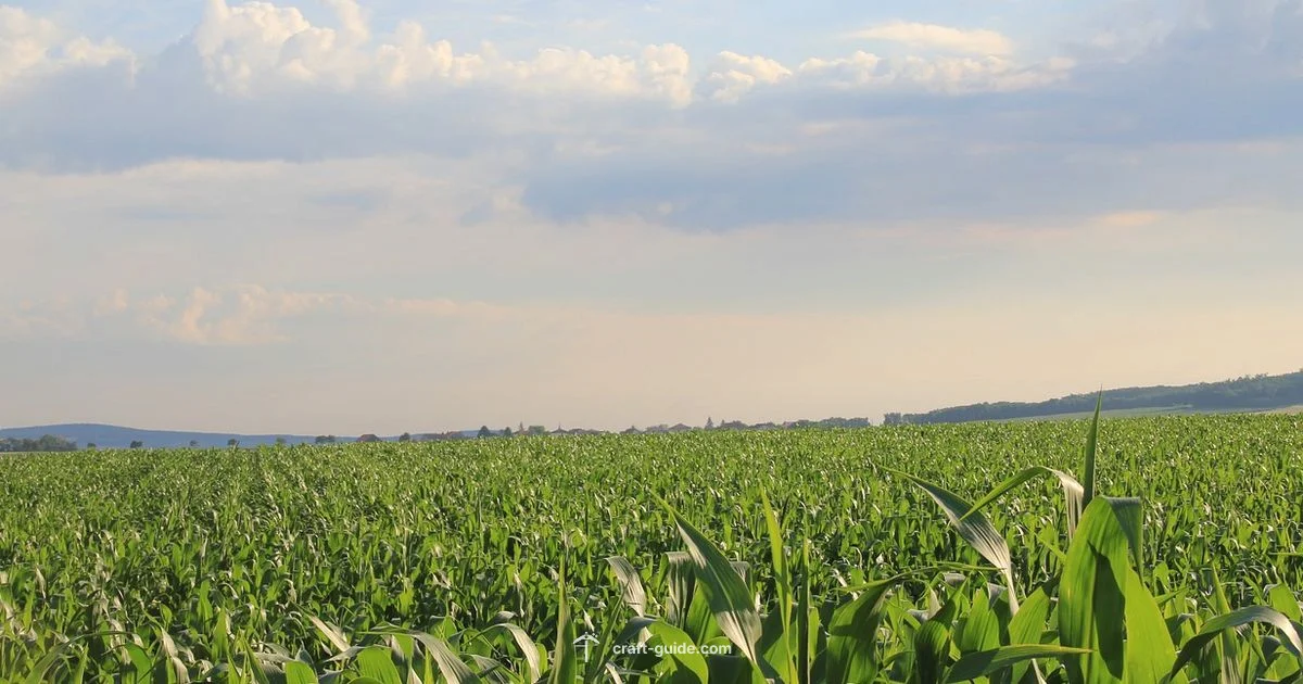 Sunlight and Crops - Craft Guide