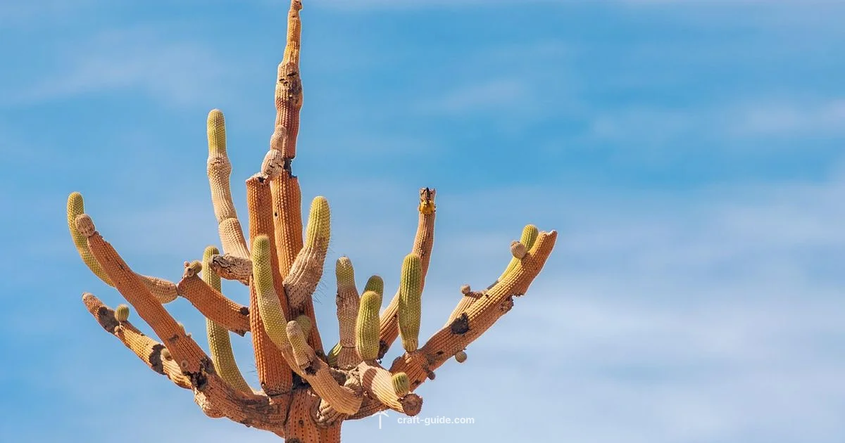 Cactus Farm Build - Craft Guide