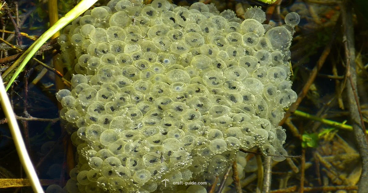 Frog Spawn Guide - Craft Guide