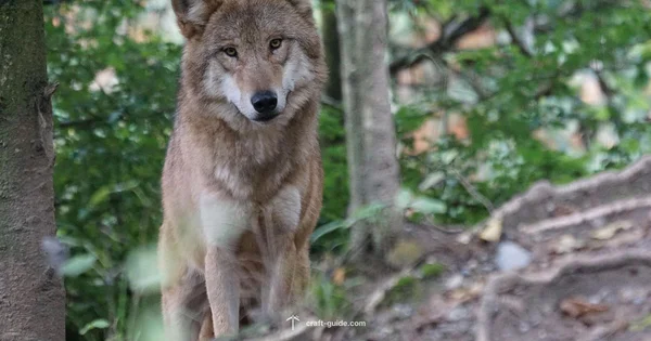 Dog Whine Guide - Craft Guide