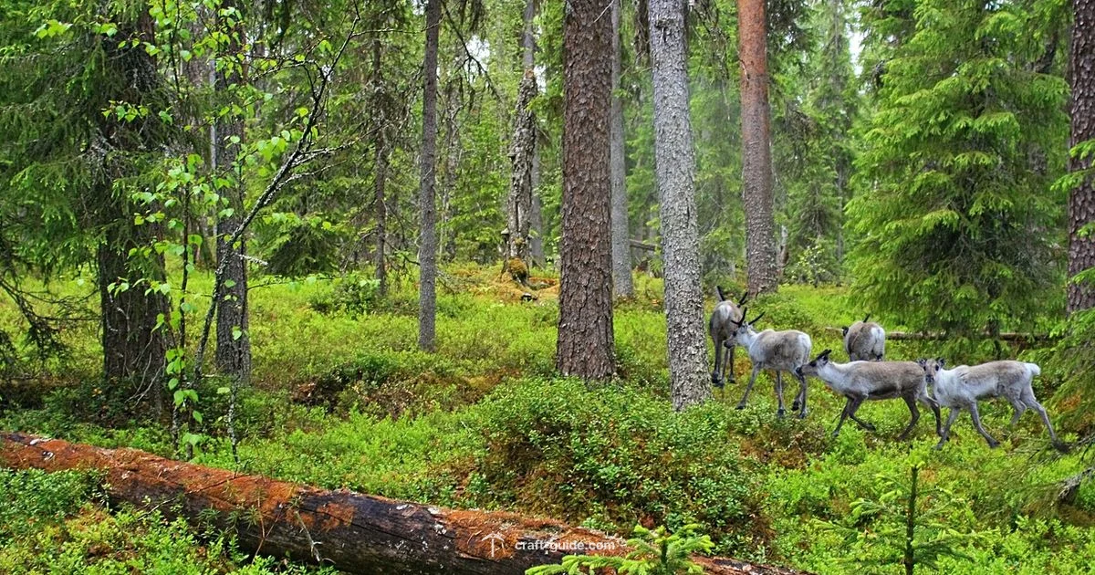 Spruce Biomes - Craft Guide