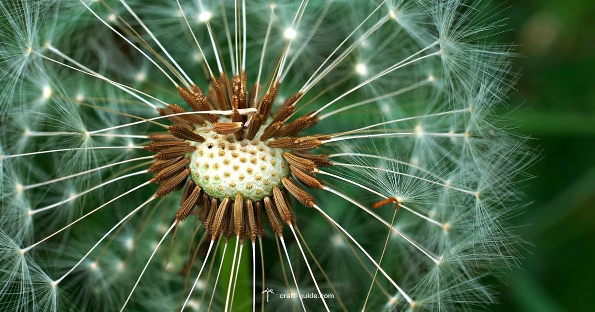 Seed Discovery Guide - Craft Guide