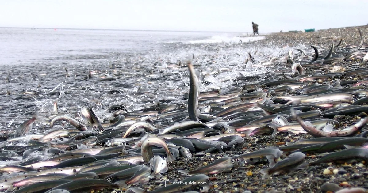 Seed Spotlight Guide - Craft Guide