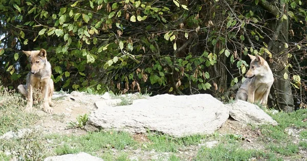 Taming Mobs Guide - Craft Guide