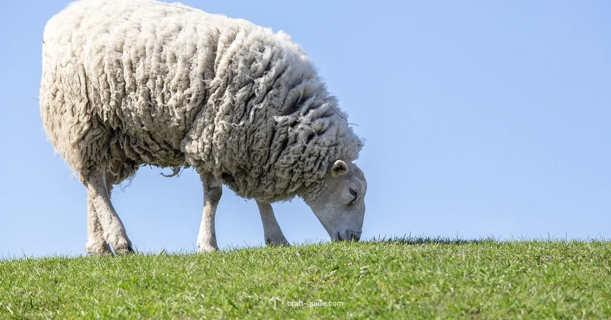 Sheep Feeding Guide - Craft Guide