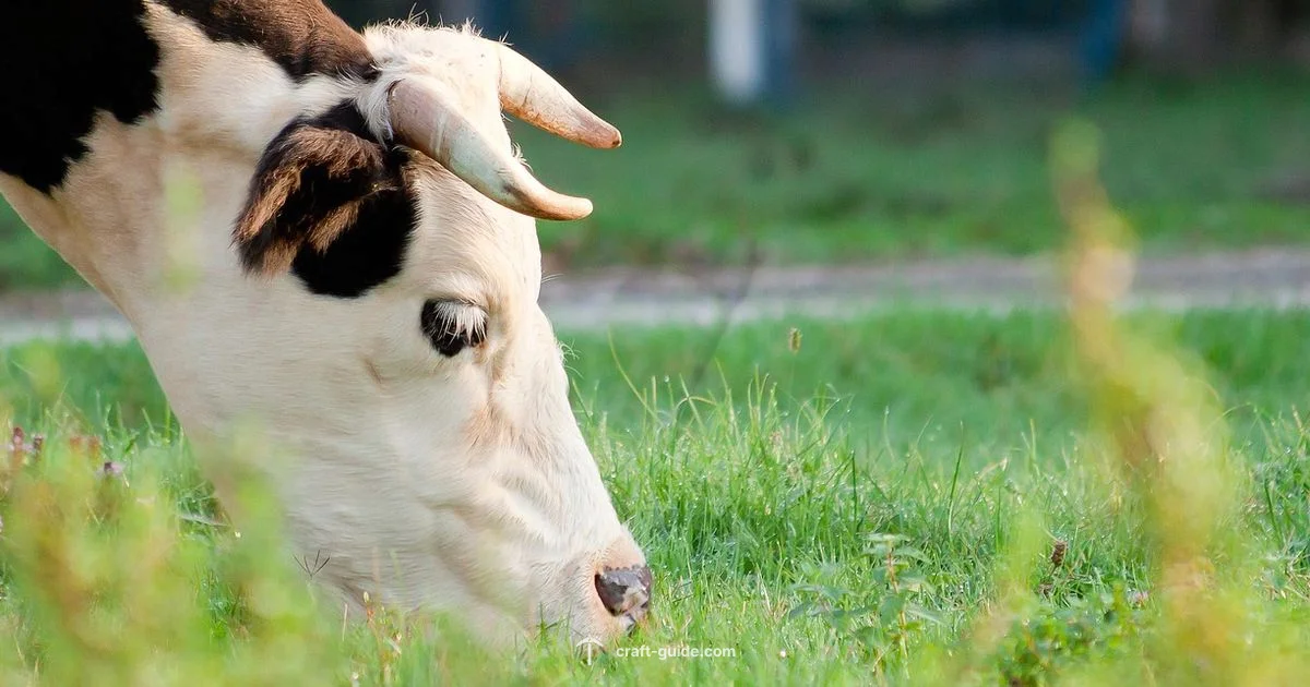 Cow Farming Basics - Craft Guide