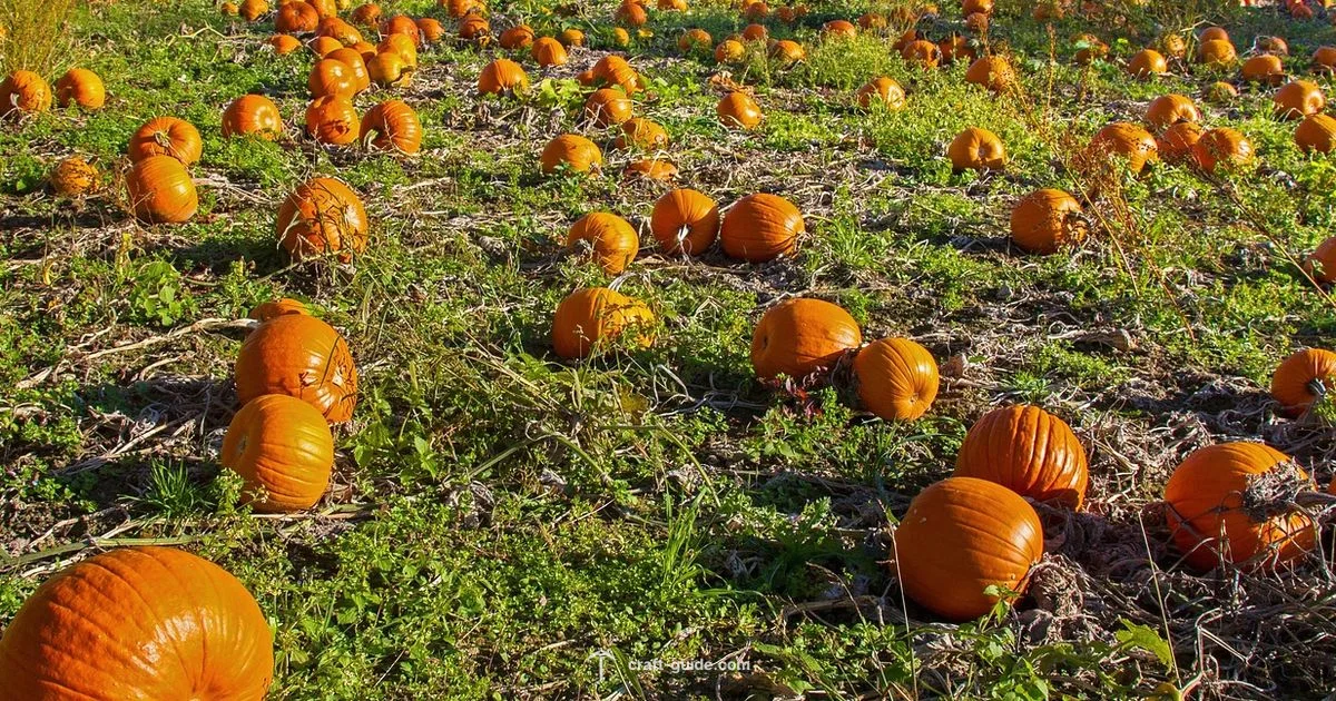 Pumpkin Farm Build - Craft Guide