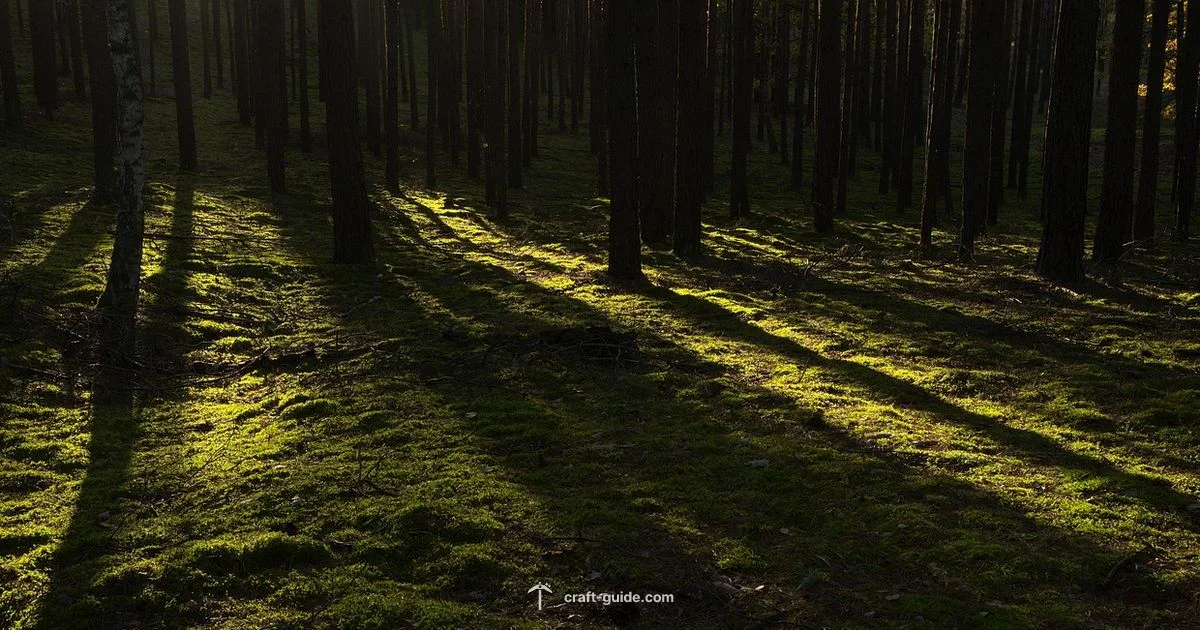 Dark Oak Guide - Craft Guide