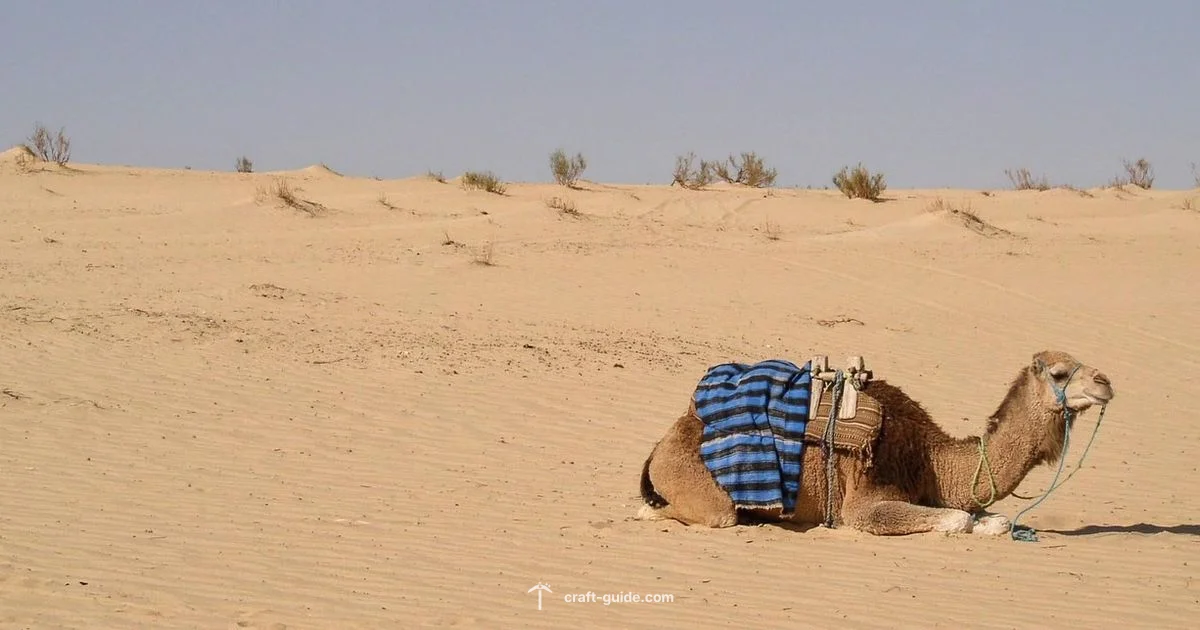 Camel Boat Question - Craft Guide