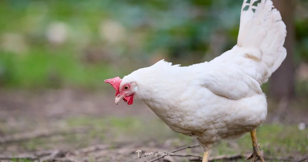 Chicken Jockey Scene Chicken Jockey Scene - Craft Guide