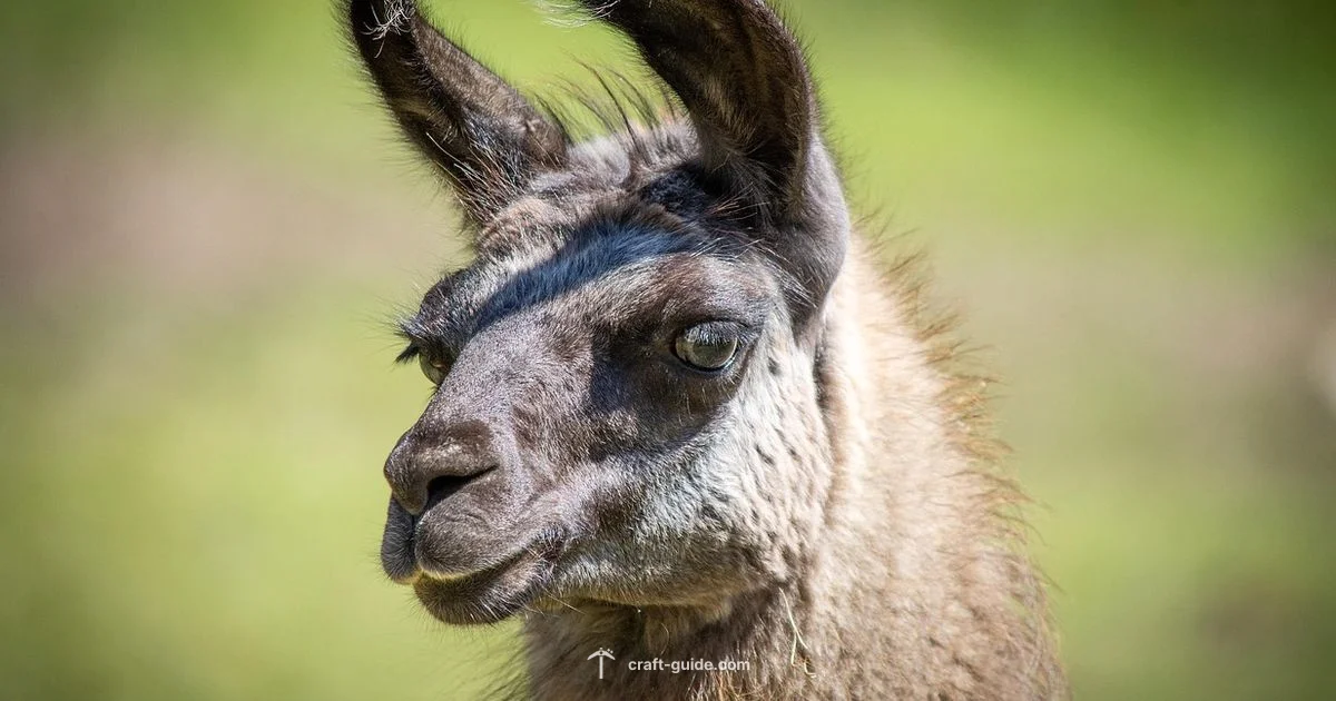 Taming a Llama - Craft Guide