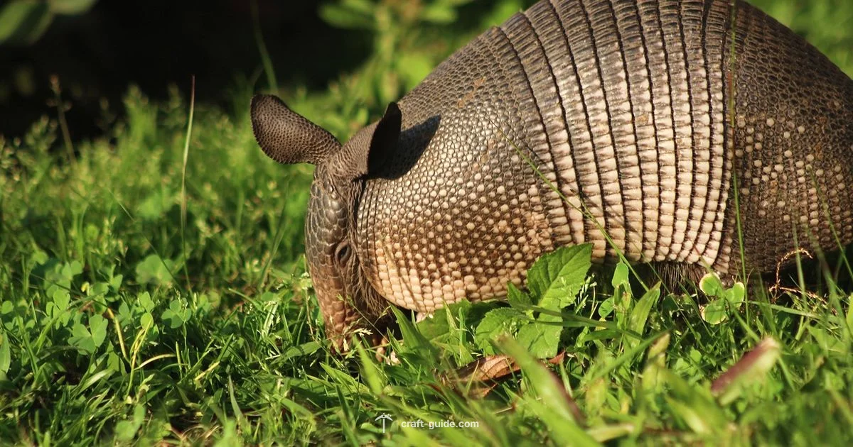 Armadillo Guide for Mods - Craft Guide