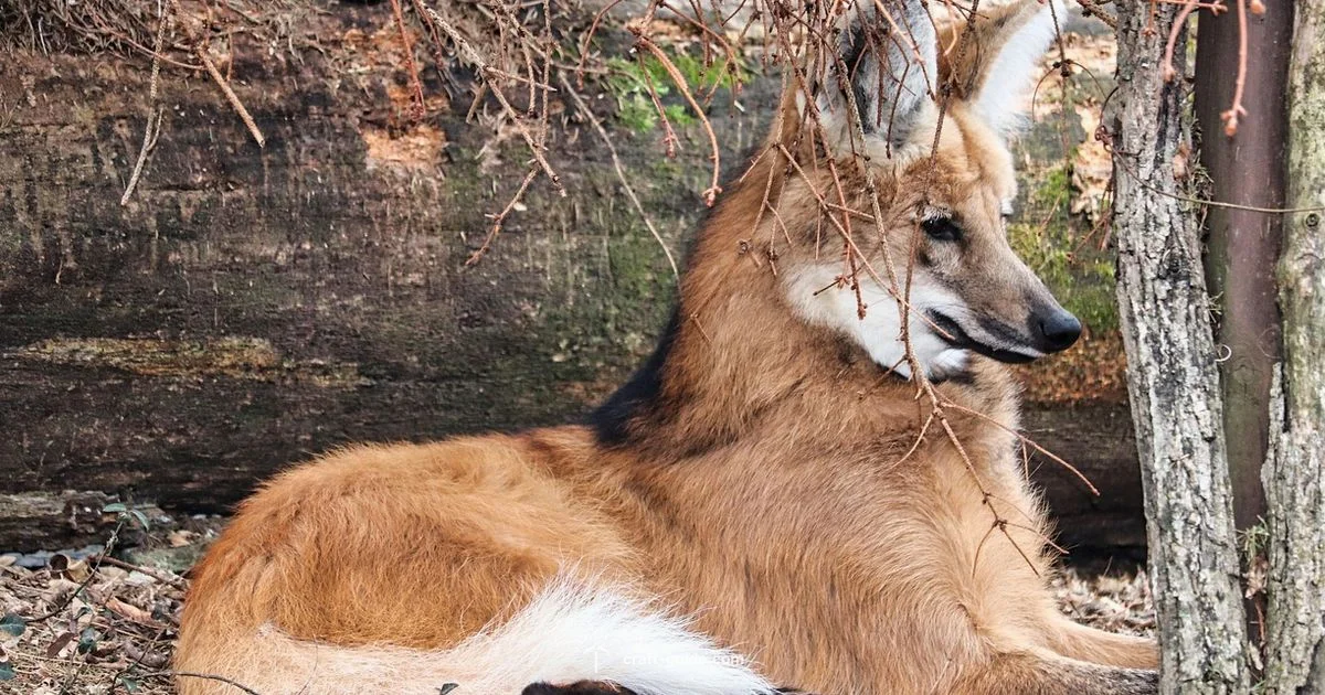 Train Wolf in Minecraft - Craft Guide