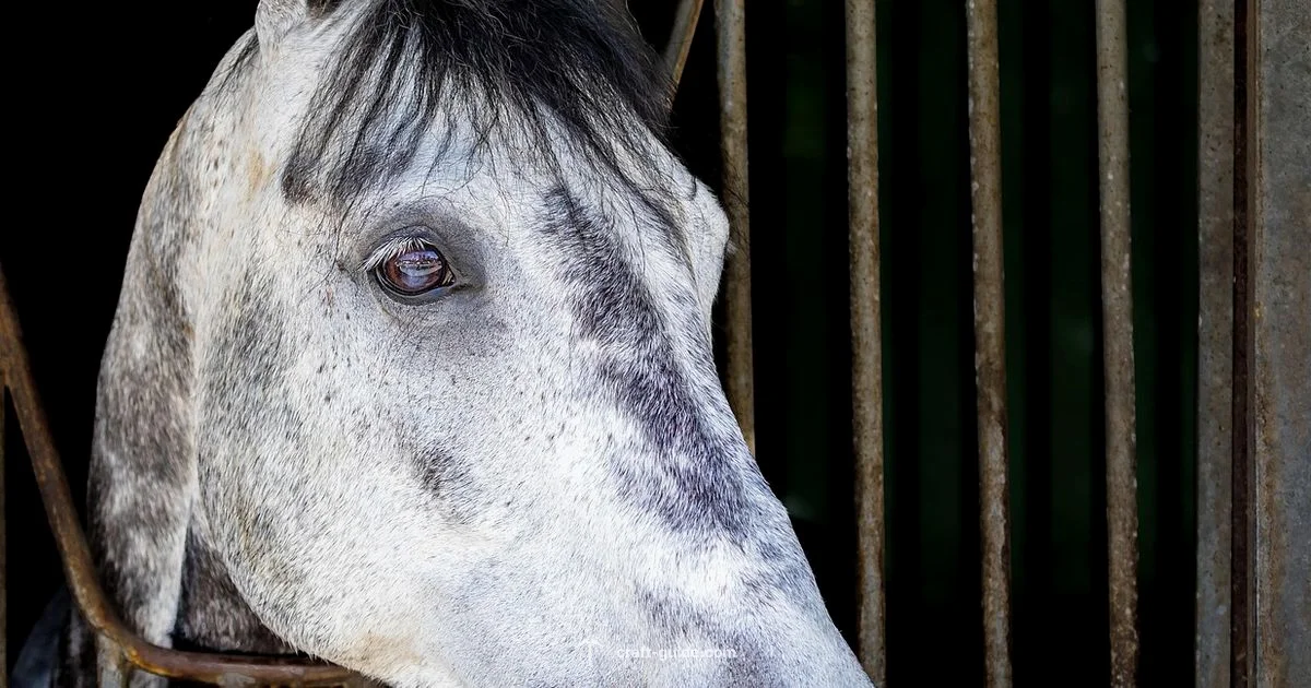 Zombie Horse Diet - Craft Guide