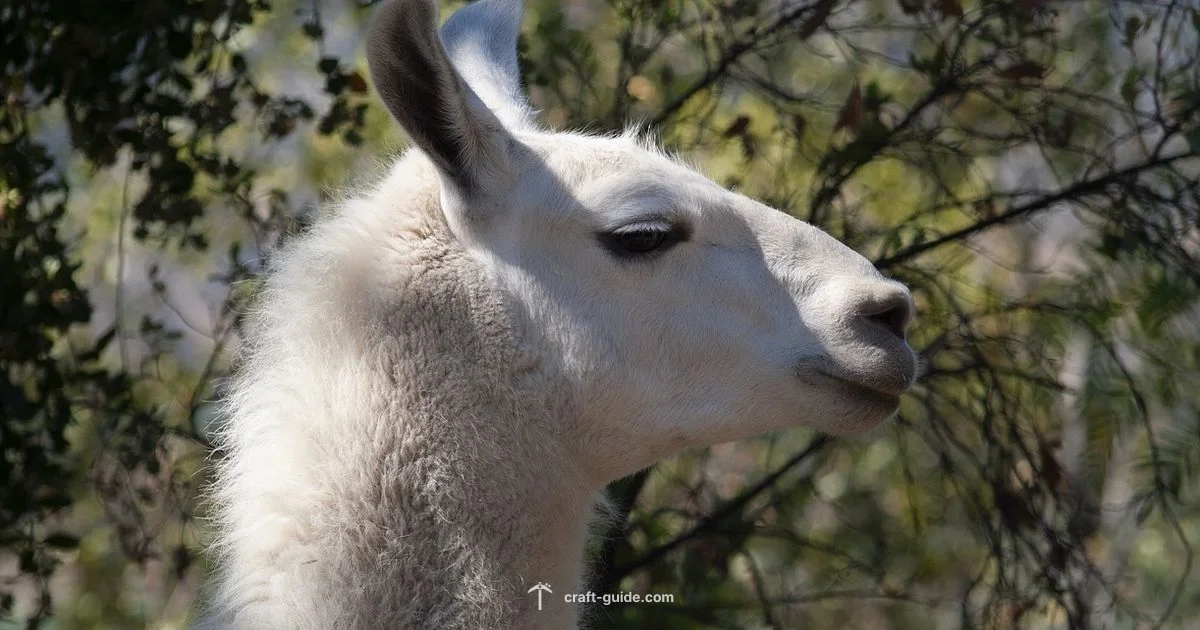 Llama Guide - Craft Guide