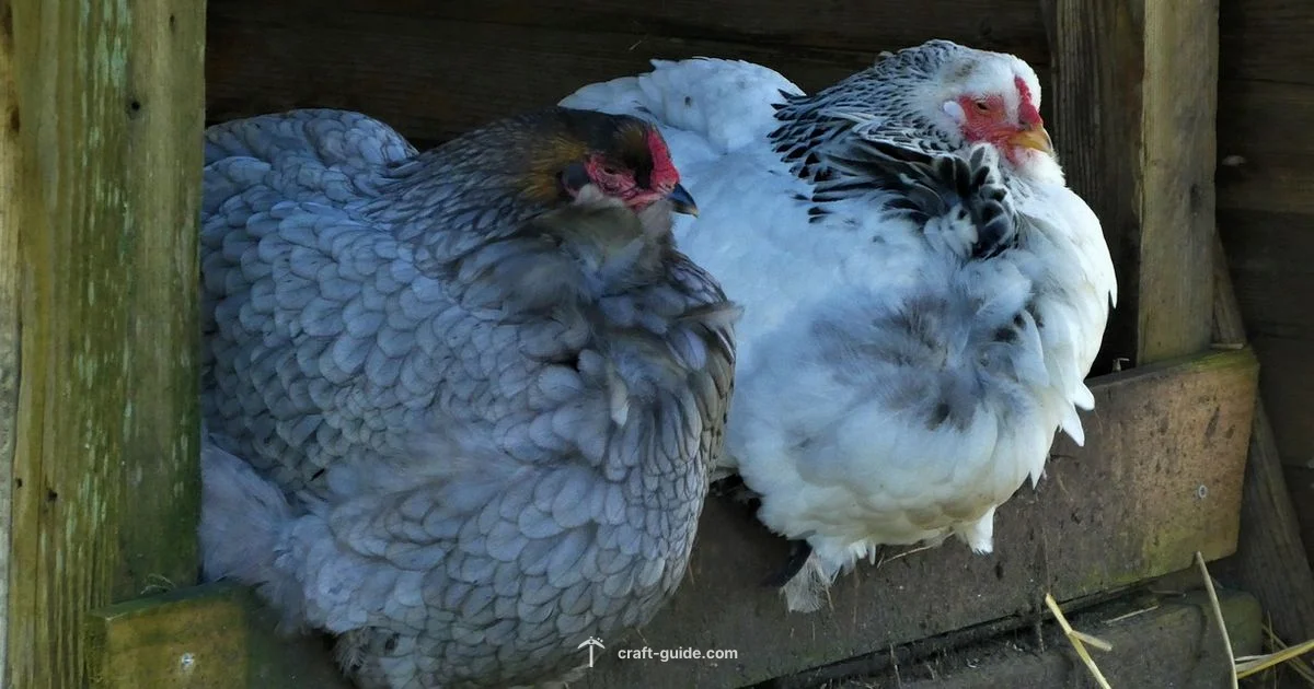 Chickens in Minecraft Chickens in Minecraft - Craft Guide