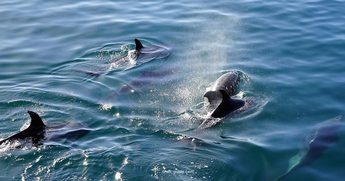 Dolphins Diet - Craft Guide