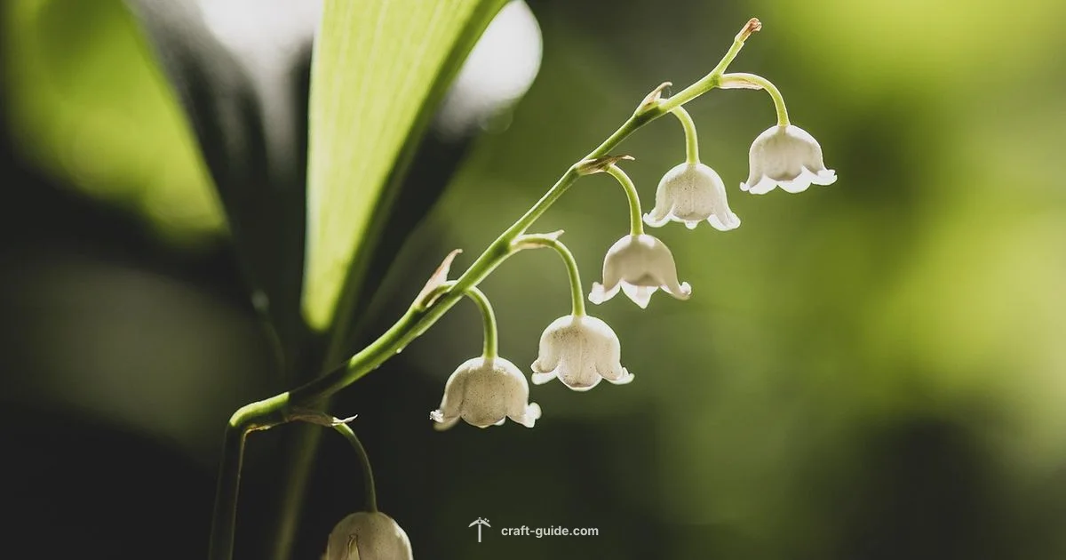 Valley Flower Guide - Craft Guide