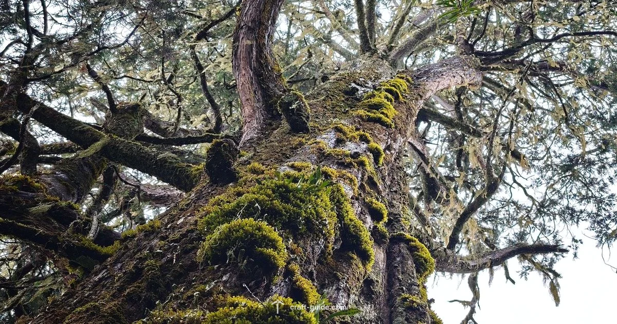 Cocoa in Minecraft - Craft Guide