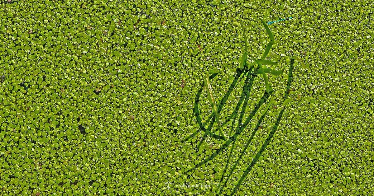 Turtle Diet - Craft Guide