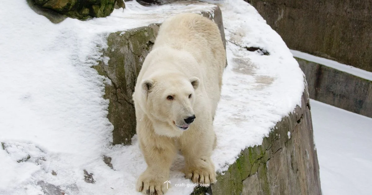 Polar Bear Attacks - Craft Guide