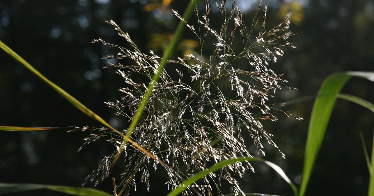 Grass and Chickens - Craft Guide