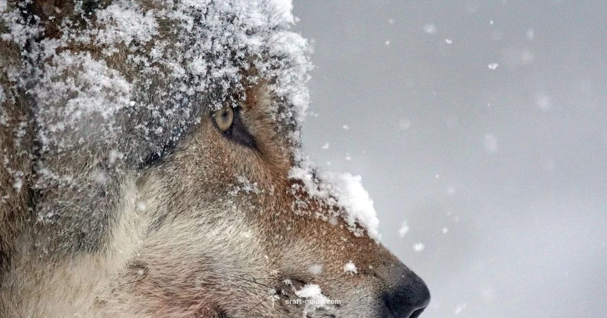 Wolf Armor Removal - Craft Guide