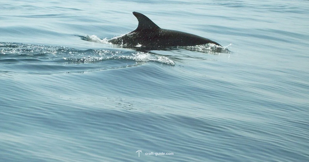 Dolphins in Ocean Biomes - Craft Guide