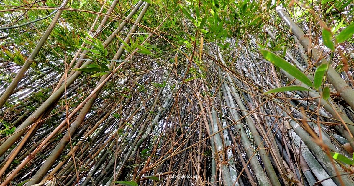 Bamboo Essentials - Craft Guide