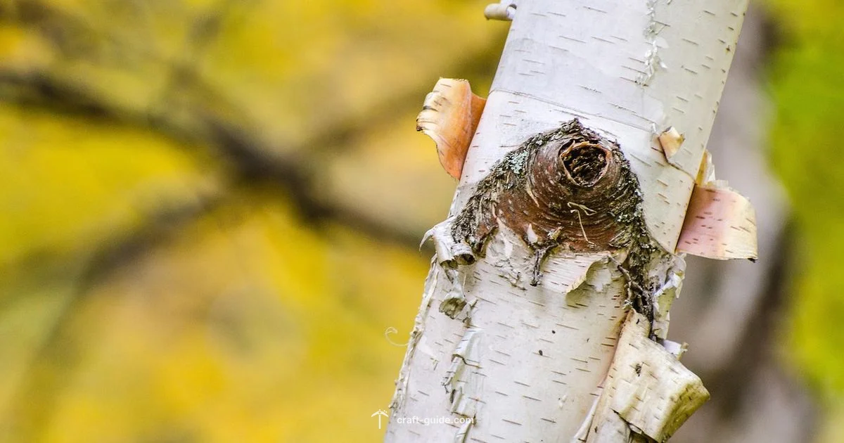 Birch Build Guide - Craft Guide