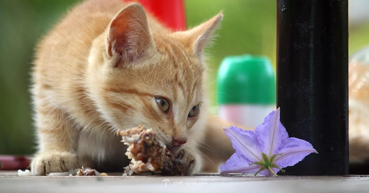 Cats and Fish - Craft Guide