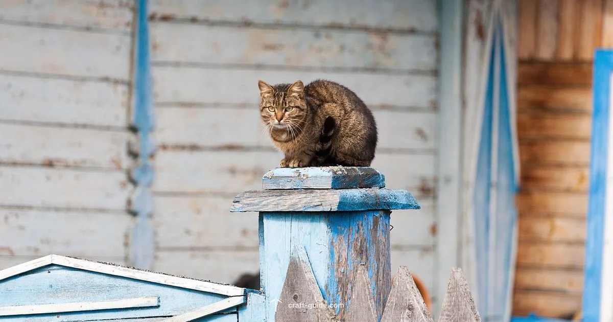 Minecraft Cat Guide - Craft Guide