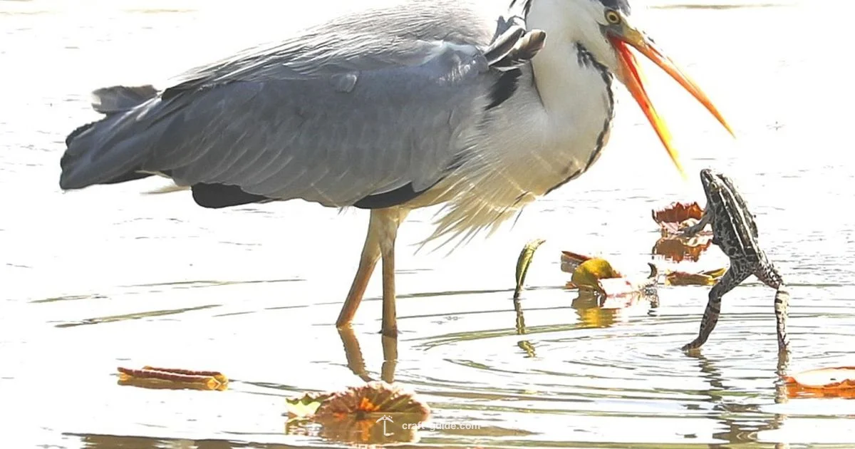 Frog Diet - Craft Guide