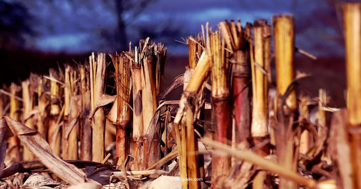 Sugar Cane Planting - Craft Guide