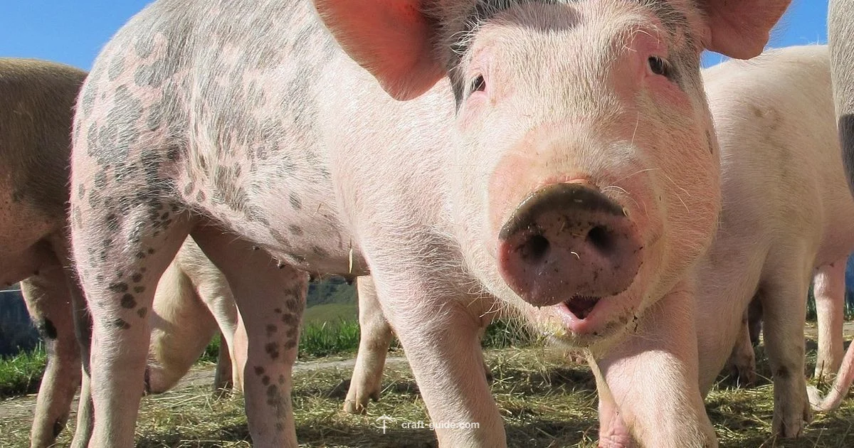 Pig Diet Guide - Craft Guide