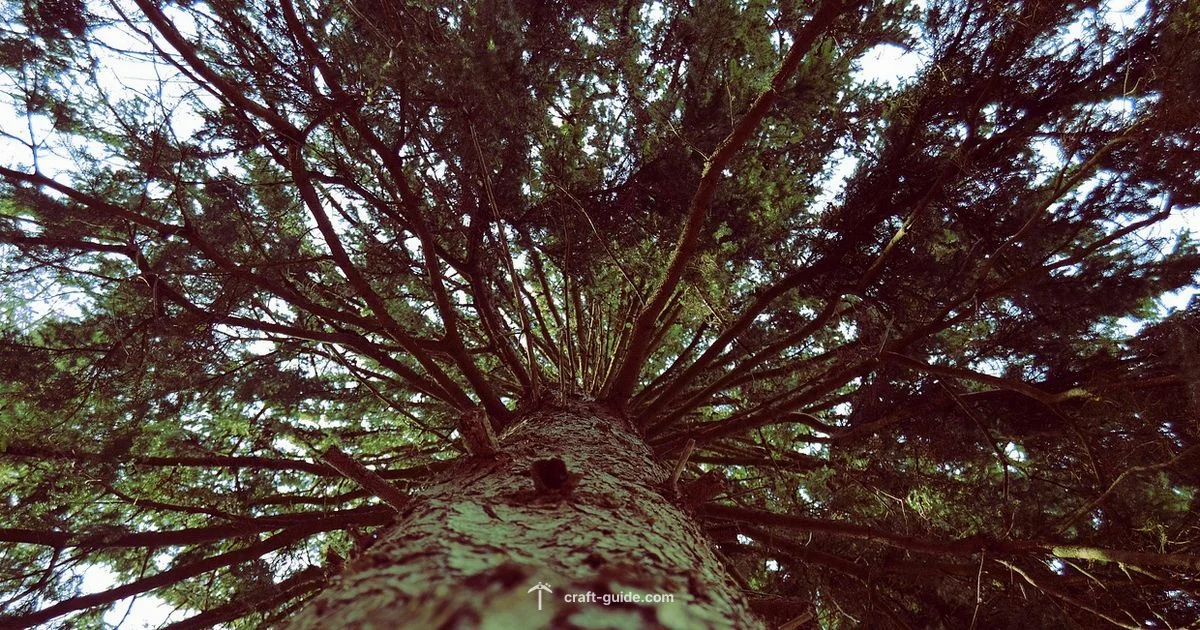 Spruce Wood Guide - Craft Guide